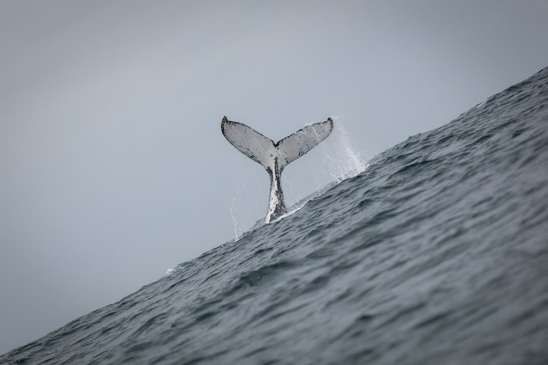 Understanding Whale Wallet Movements and Market Impact