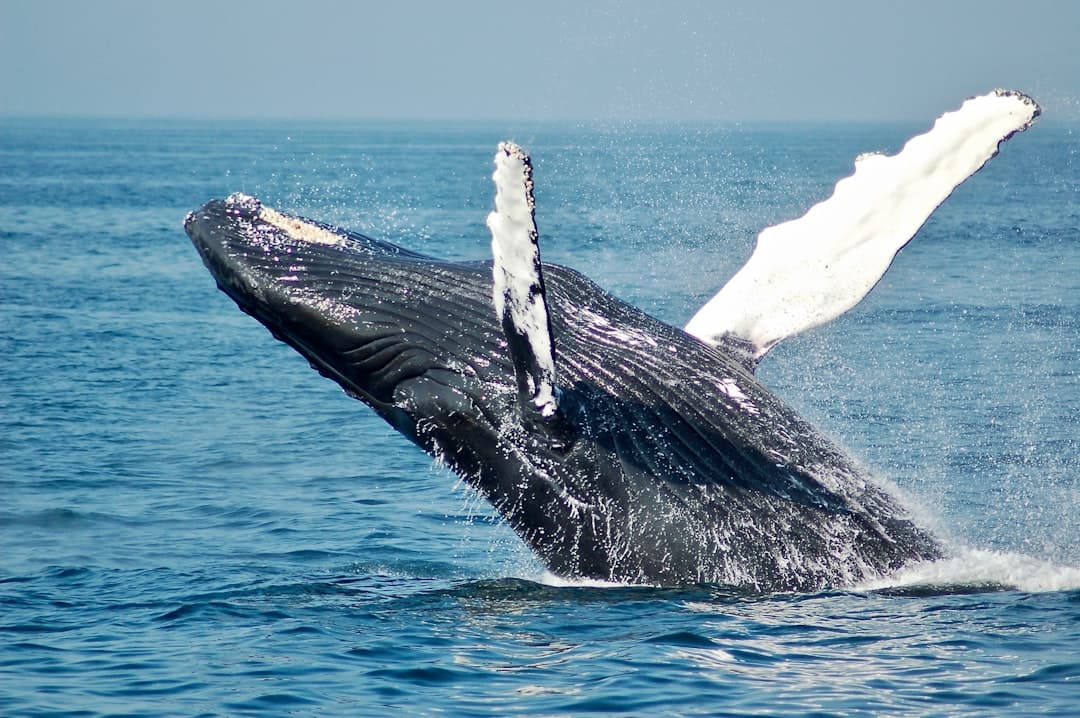 Wallet Clustering Techniques for Identifying Whale Coordinated Moves